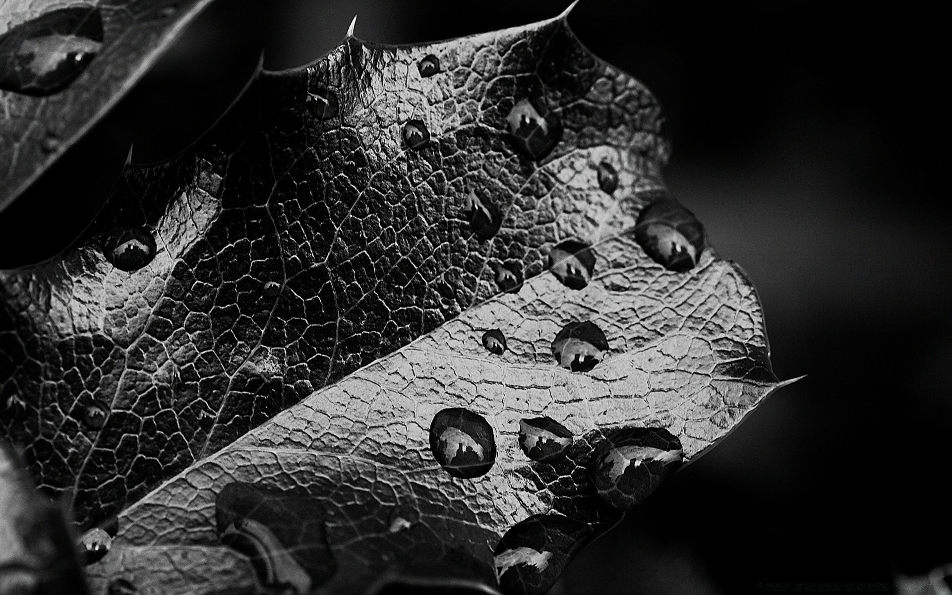 black and white nature pattern desktop abstract close-up texture old animal