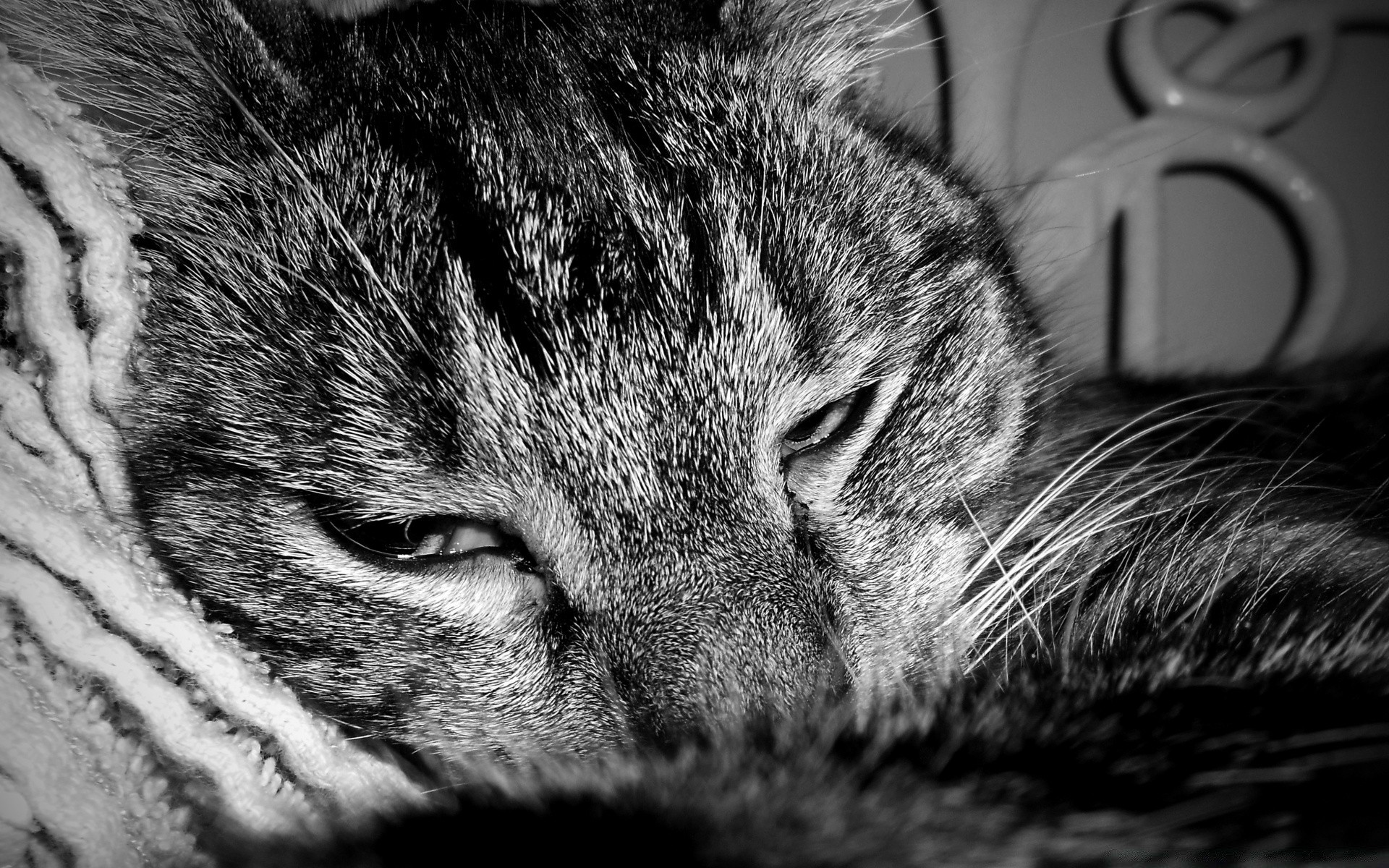 noir et blanc chat animal de compagnie animal chaton mammifère portrait fourrure mignon sommeil oeil domestique cheveux un moelleux adorable tabby