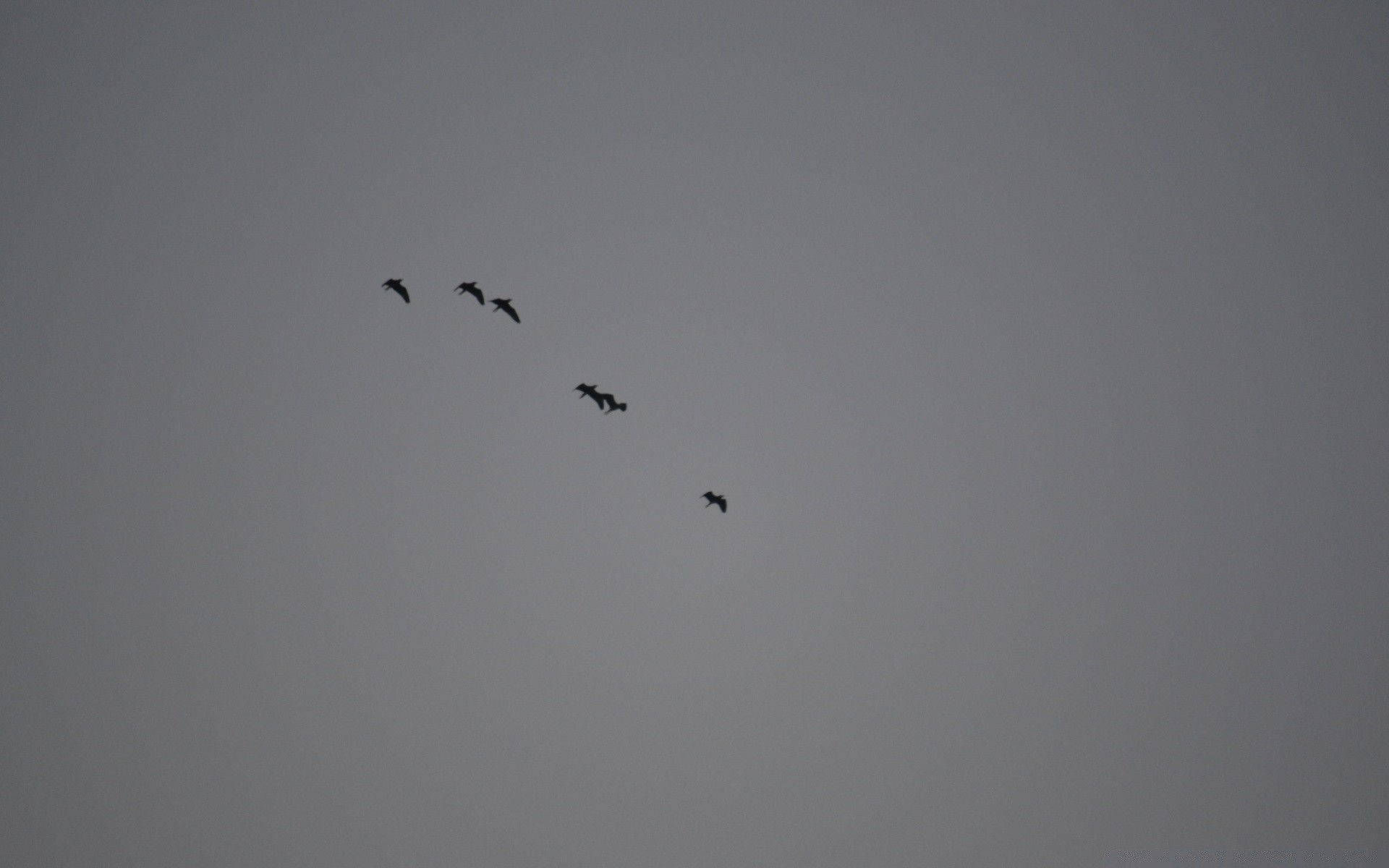 blanco y negro aves vida silvestre cielo vuelo