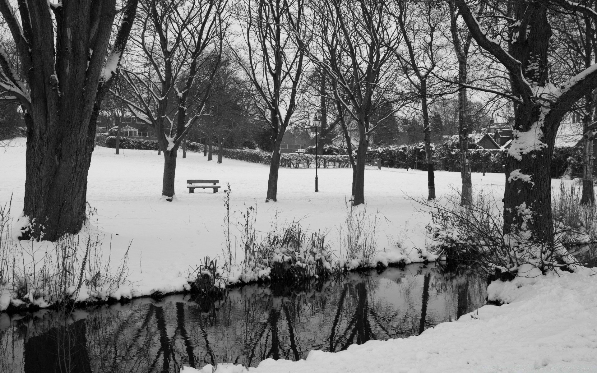 black and white tree landscape winter weather snow park river scenic outdoors branch wood nature water