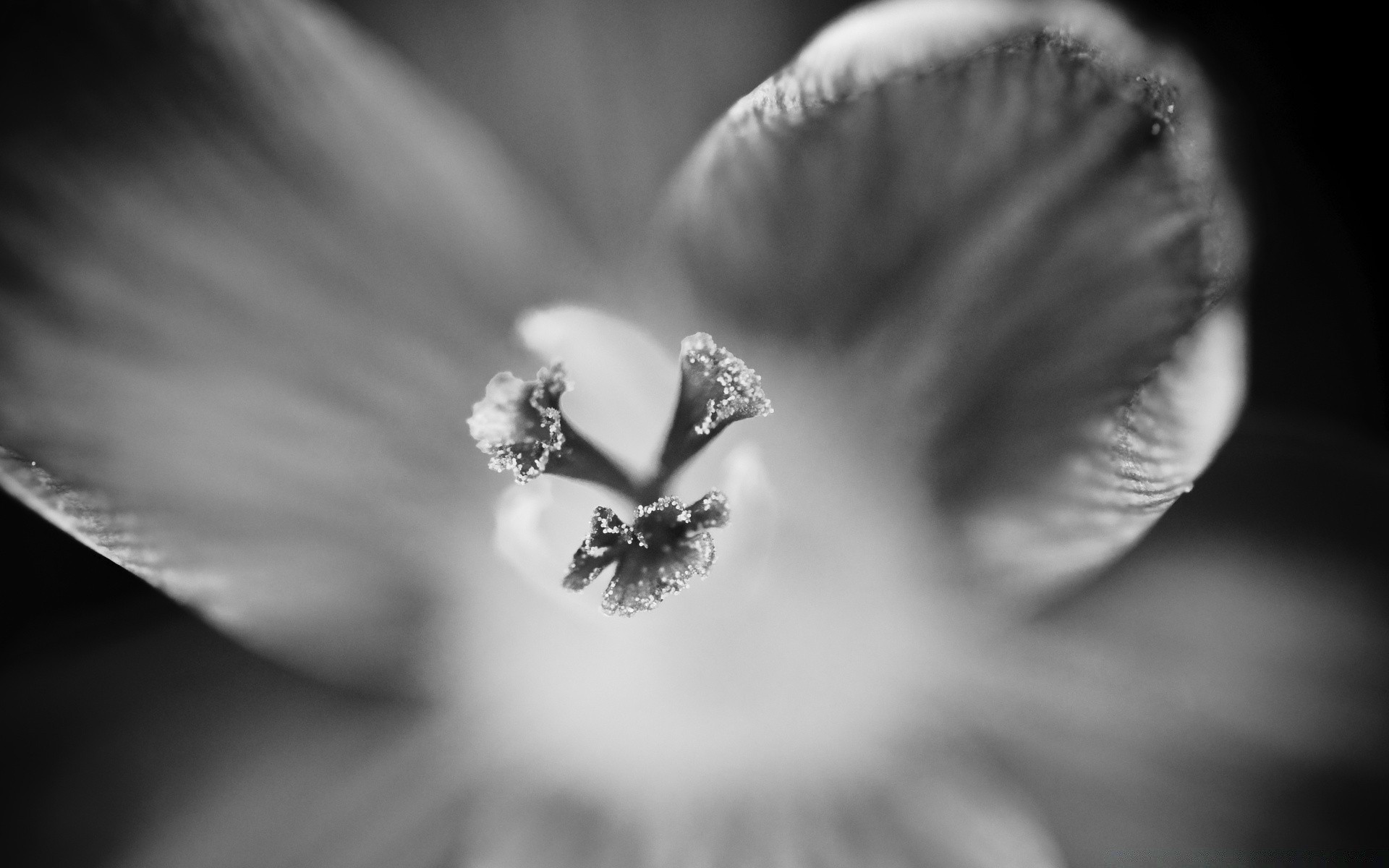 preto e branco monocromático flor dof ainda vida mono natureza casamento borrão folha único luz noir inseto flora natureza amor jardim chuva