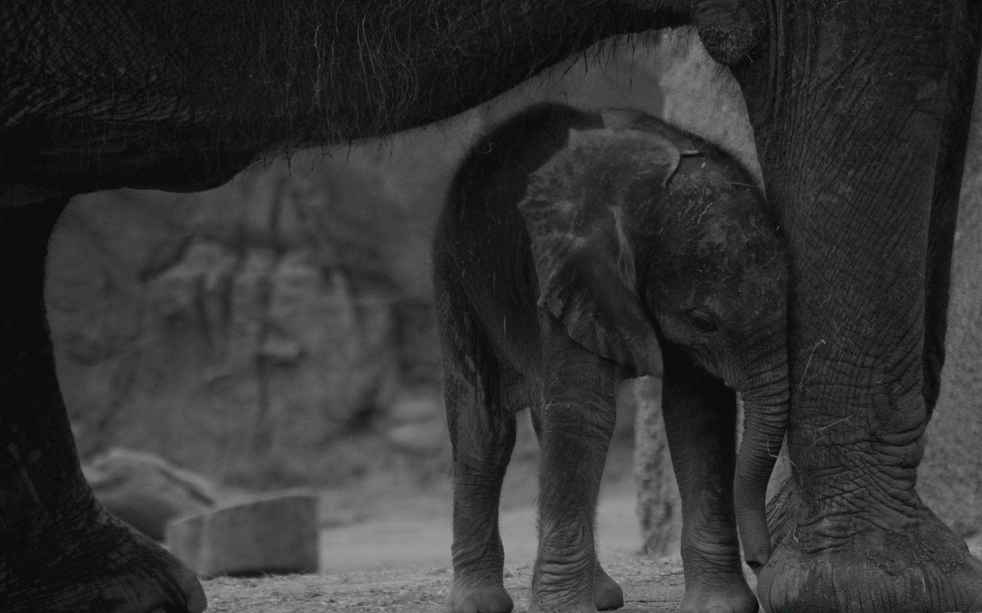 black and white elephant monochrome one mammal two nature wildlife outdoors animal zoo