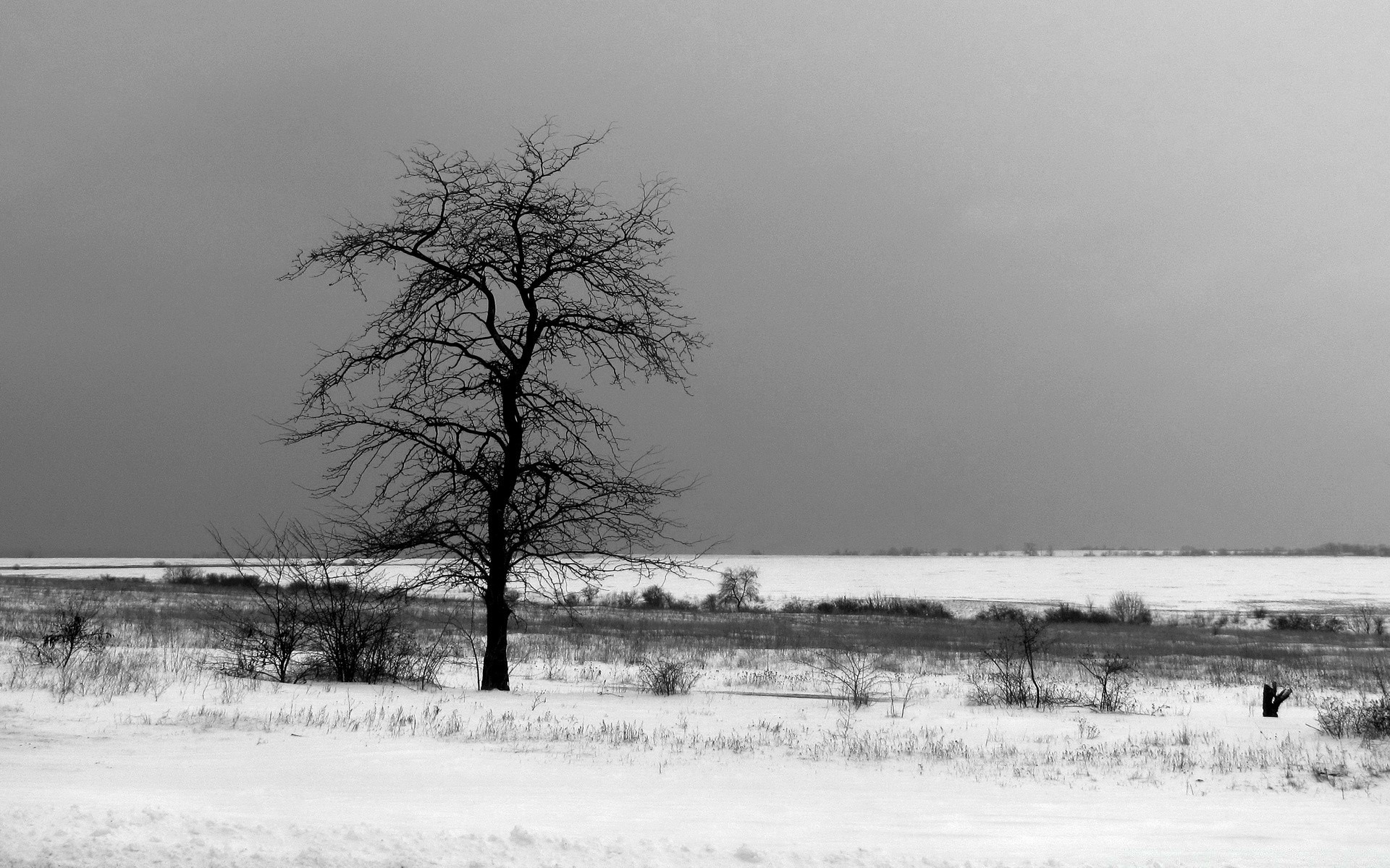 Ночи серых дней короче. Мрачное одинокое дерево. Поле зимой. Мрачная зима. Мрачное зимнее поле.