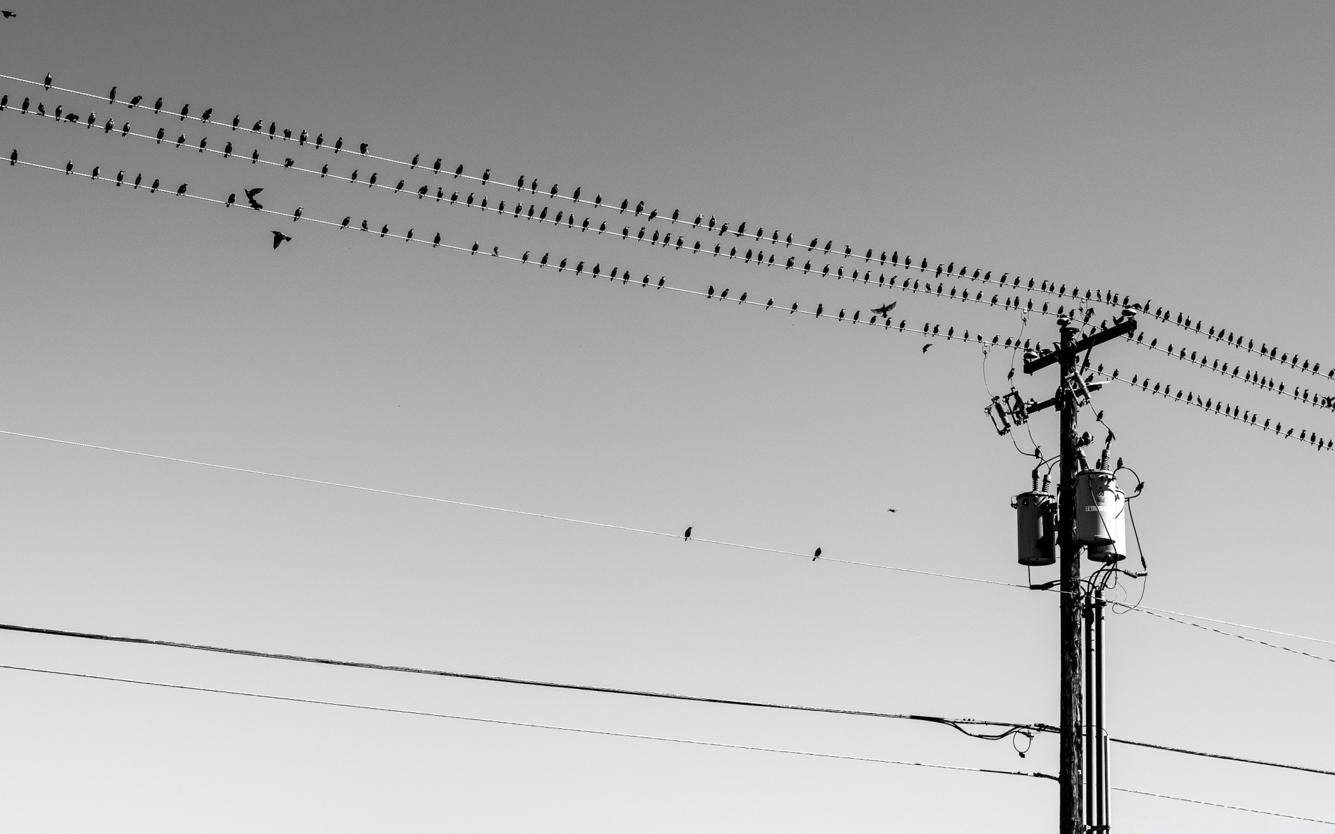 black and white sky wire high technology industry silhouette tower expression electricity connection steel