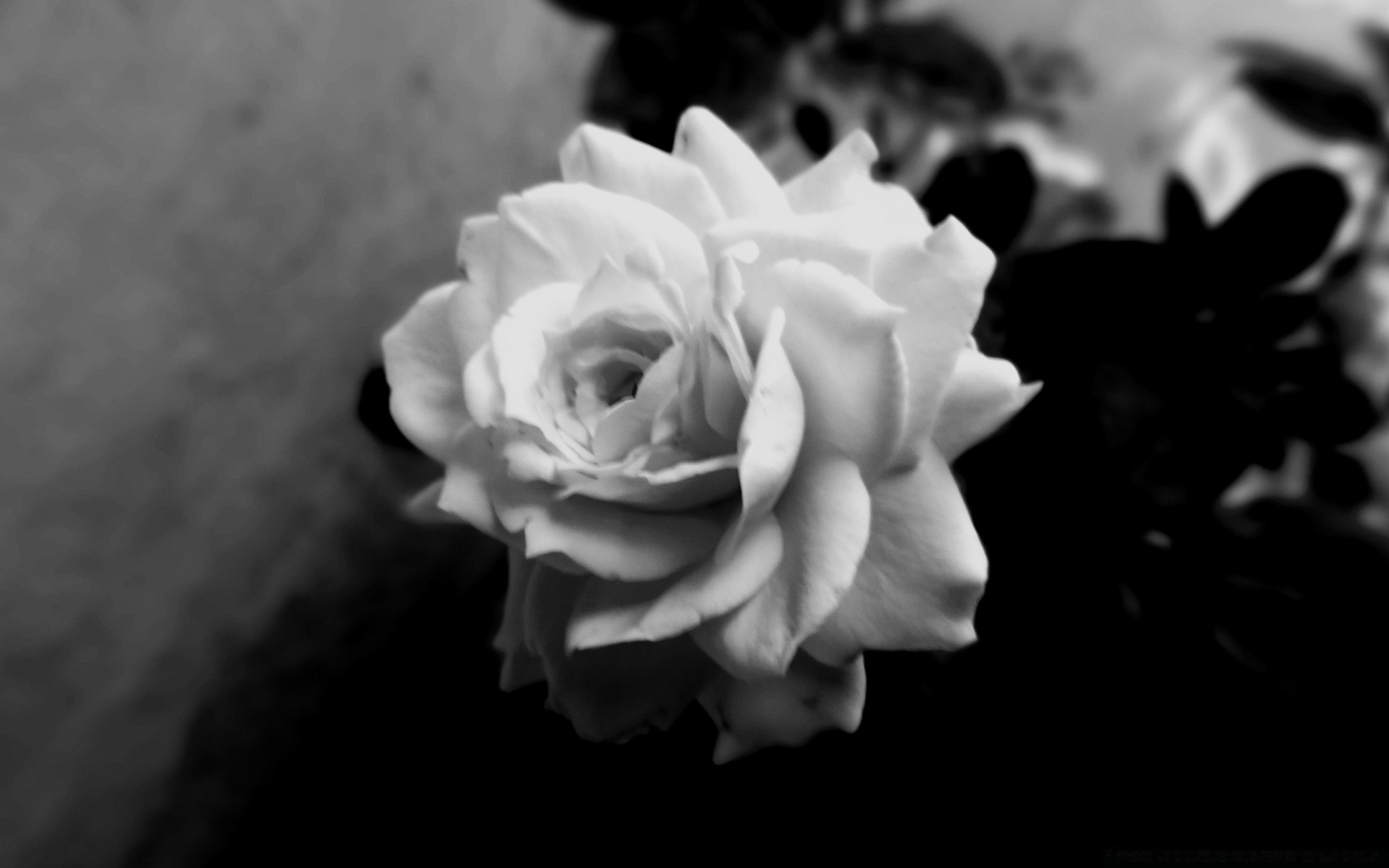 blanco y negro flor rosa boda pétalo monocromo floral amor bluming romance romántico naturaleza hermoso ramo flora matrimonio hoja novia escritorio