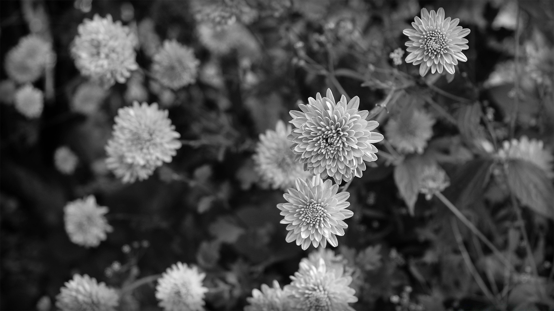 black and white flower nature flora leaf floral blooming petal garden season summer