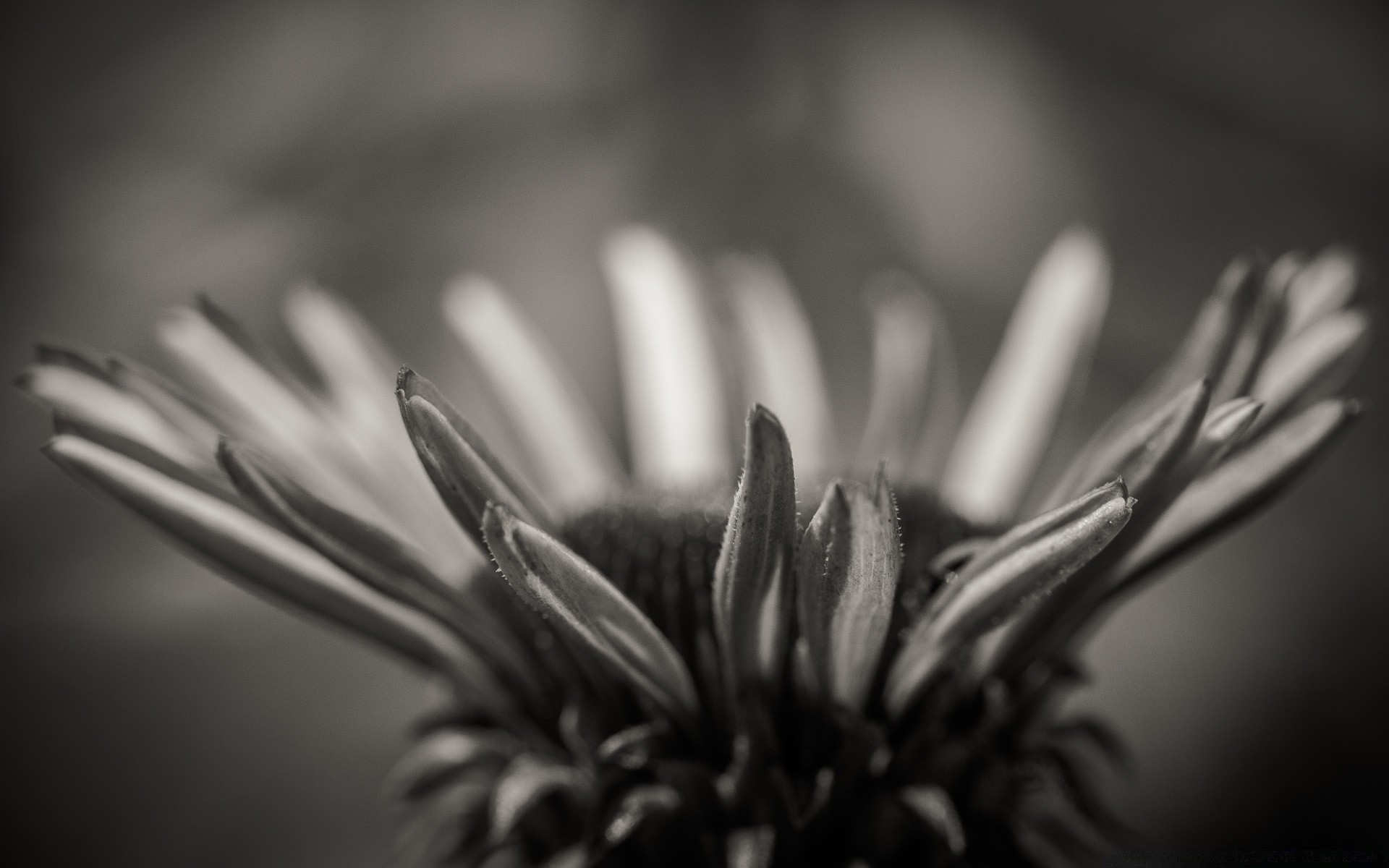 preto e branco monocromático borrão ainda vida natureza flor dof inverno luz solteiro folha