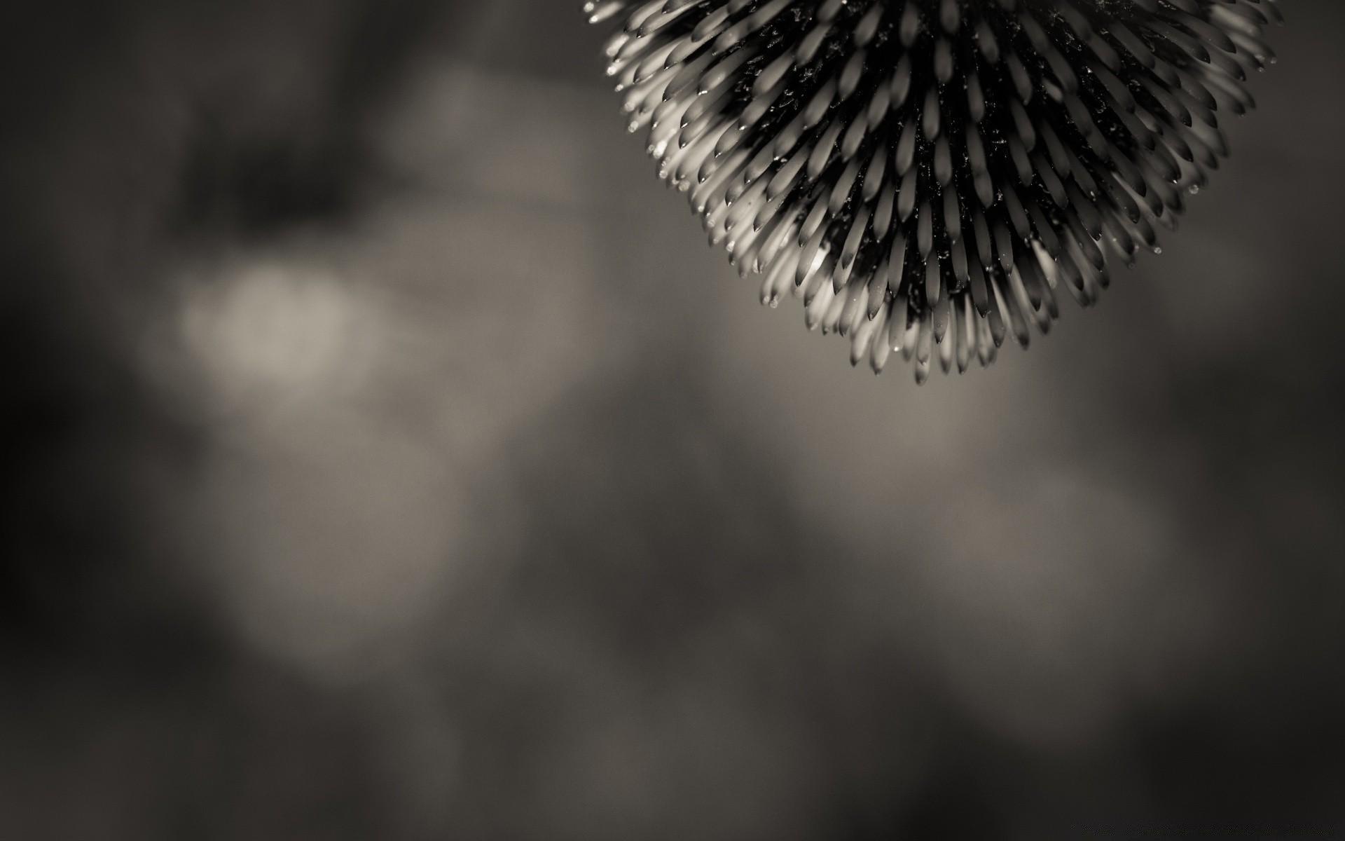 blanco y negro monocromo desenfoque naturaleza al aire libre agudo invierno enfoque hoja