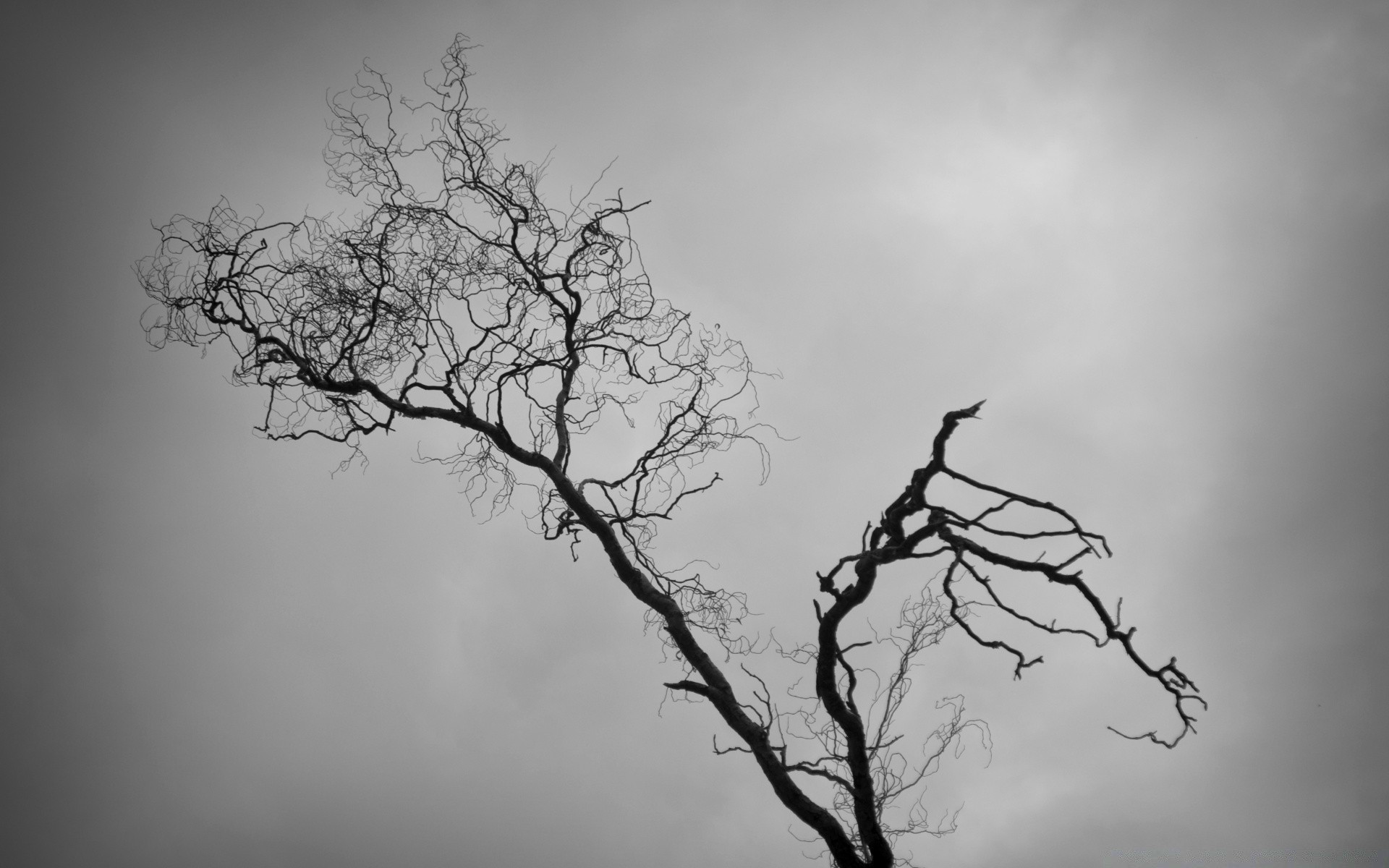 bianco e nero albero silhouette paesaggio nebbia natura alba ramo uno legno nebbia cielo inverno autunno raccapricciante spaventoso tempo tramonto desktop