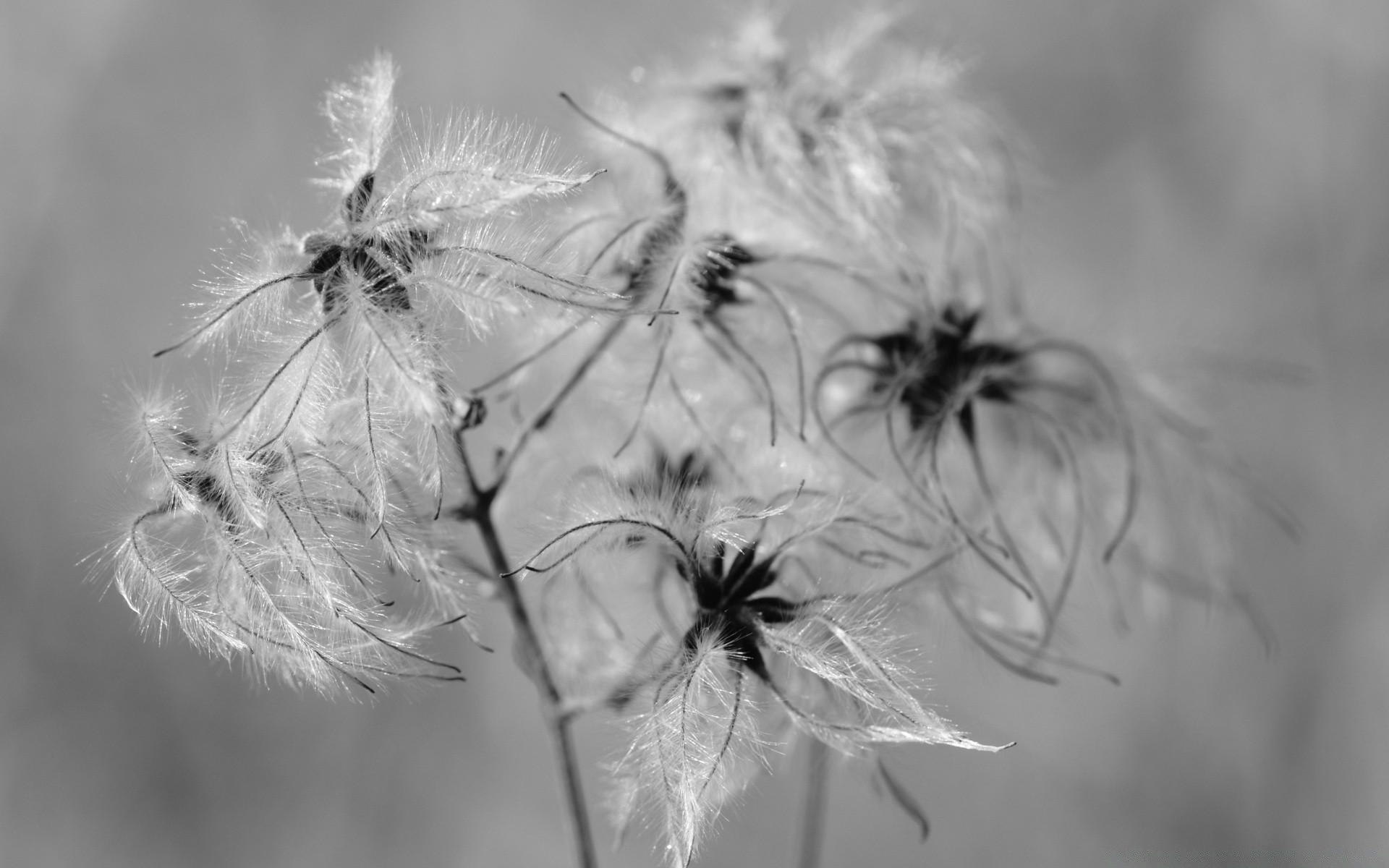 black and white dandelion nature spider winter downy monochrome flower delicate flora fragility weed insect summer seed close-up grass light