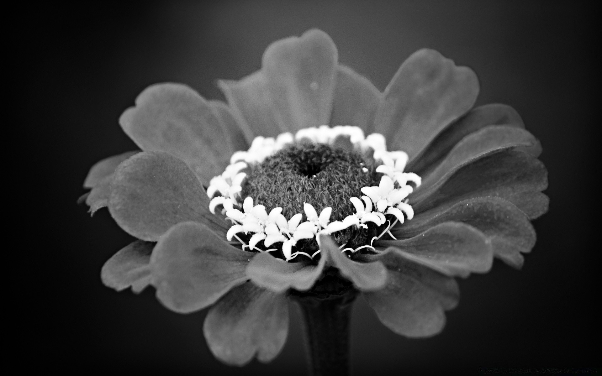 bianco e nero natura fiore flora close-up bella petalo colore in bianco e nero giardino fiore desktop floreale