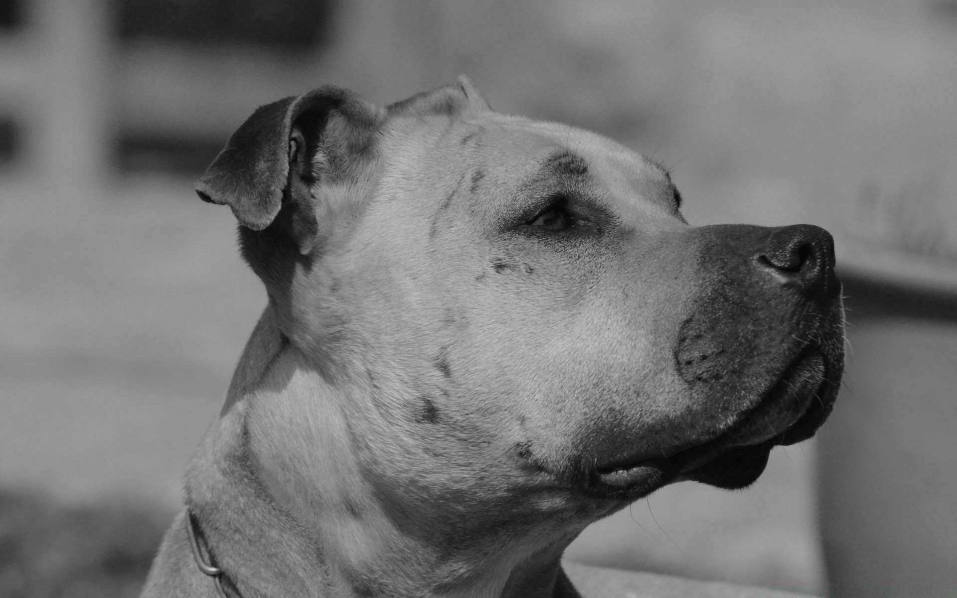 black and white dog portrait monochrome canine pet one mammal animal nature cute puppy eye looking boxer