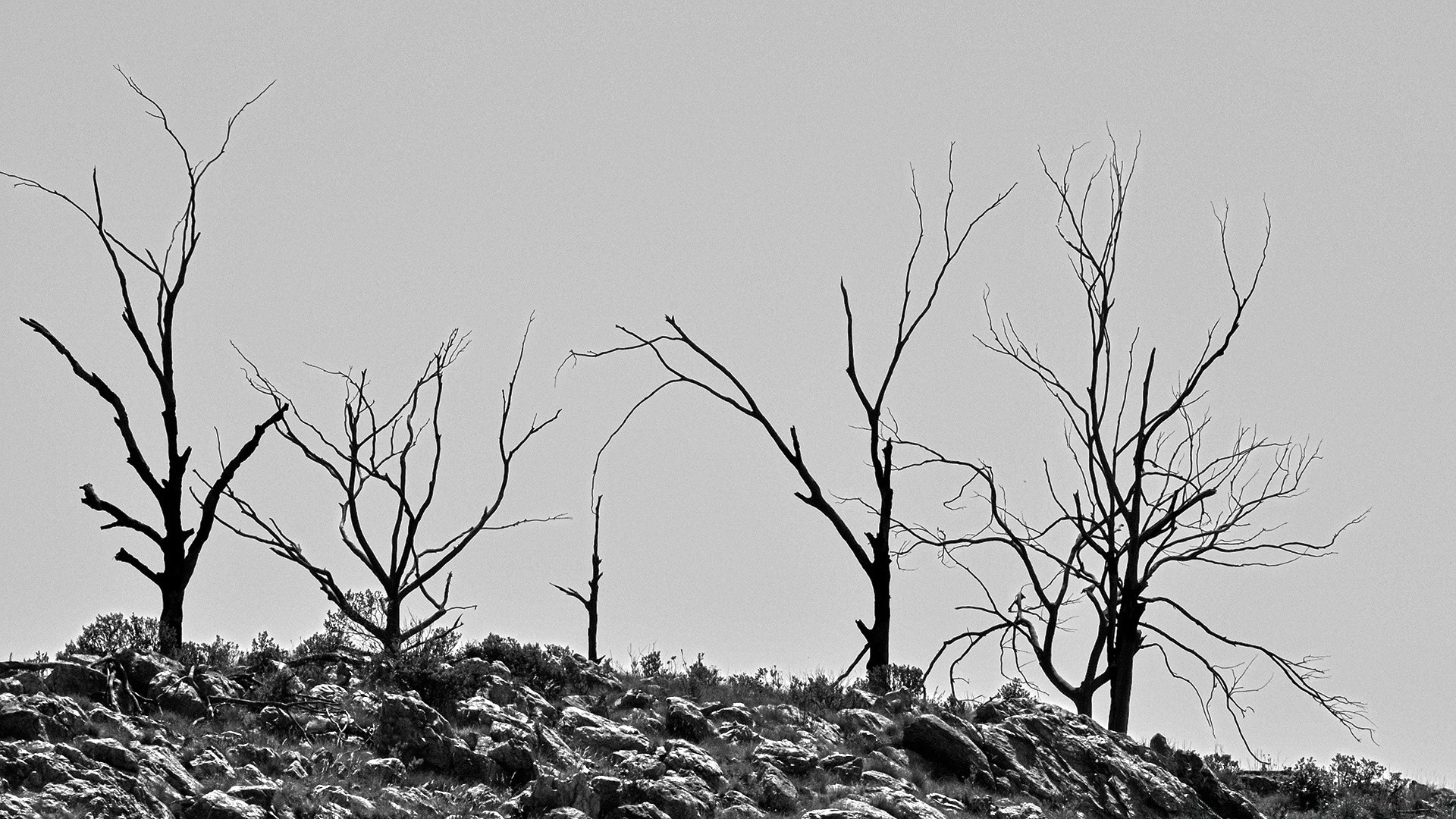 black and white landscape tree nature winter dawn fall wood fog monochrome leaf barren weather branch