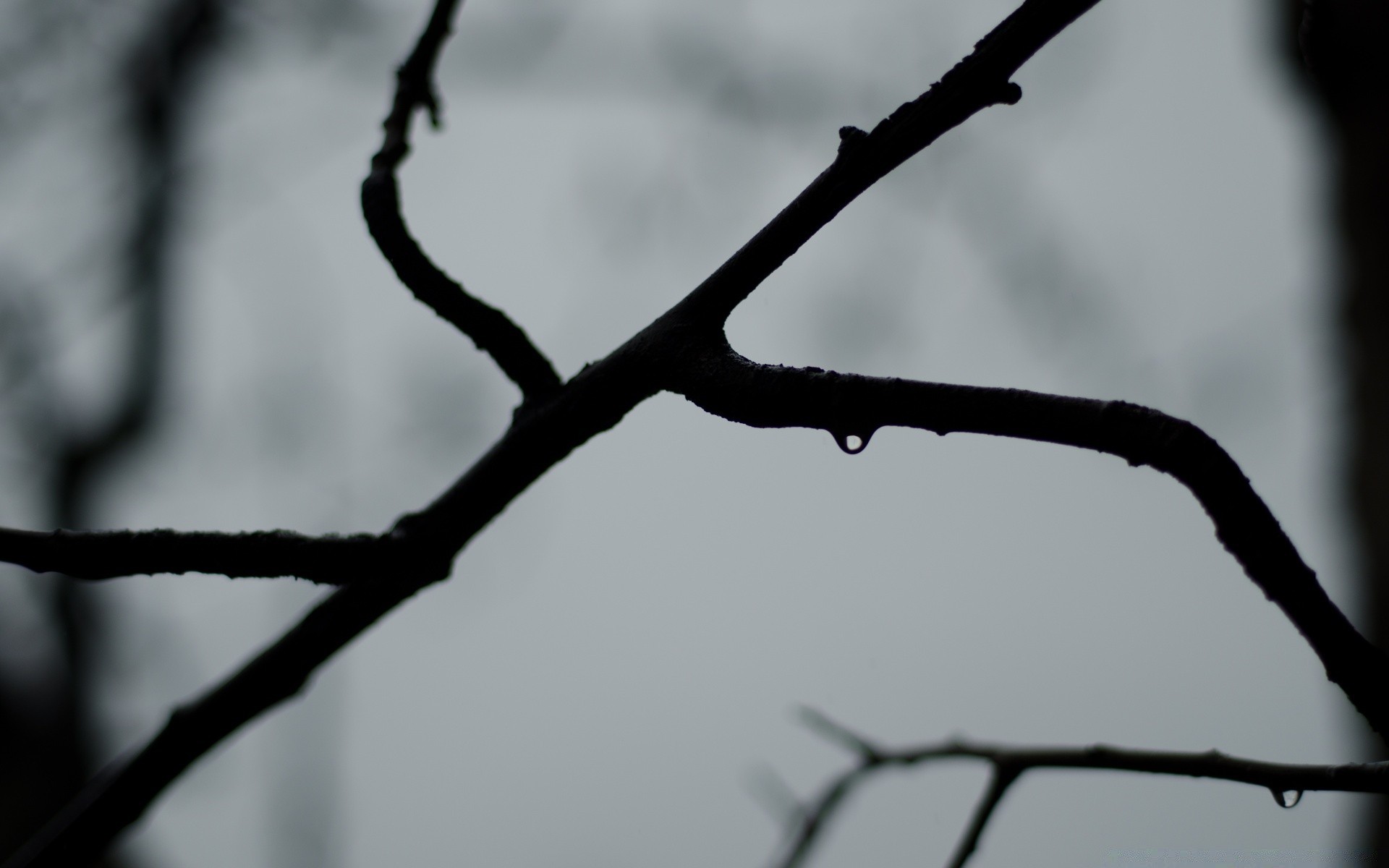 black and white barbed wire tree winter fence wire dof outdoors monochrome blur light dawn sky nature sunset snow soccer sun landscape backlit