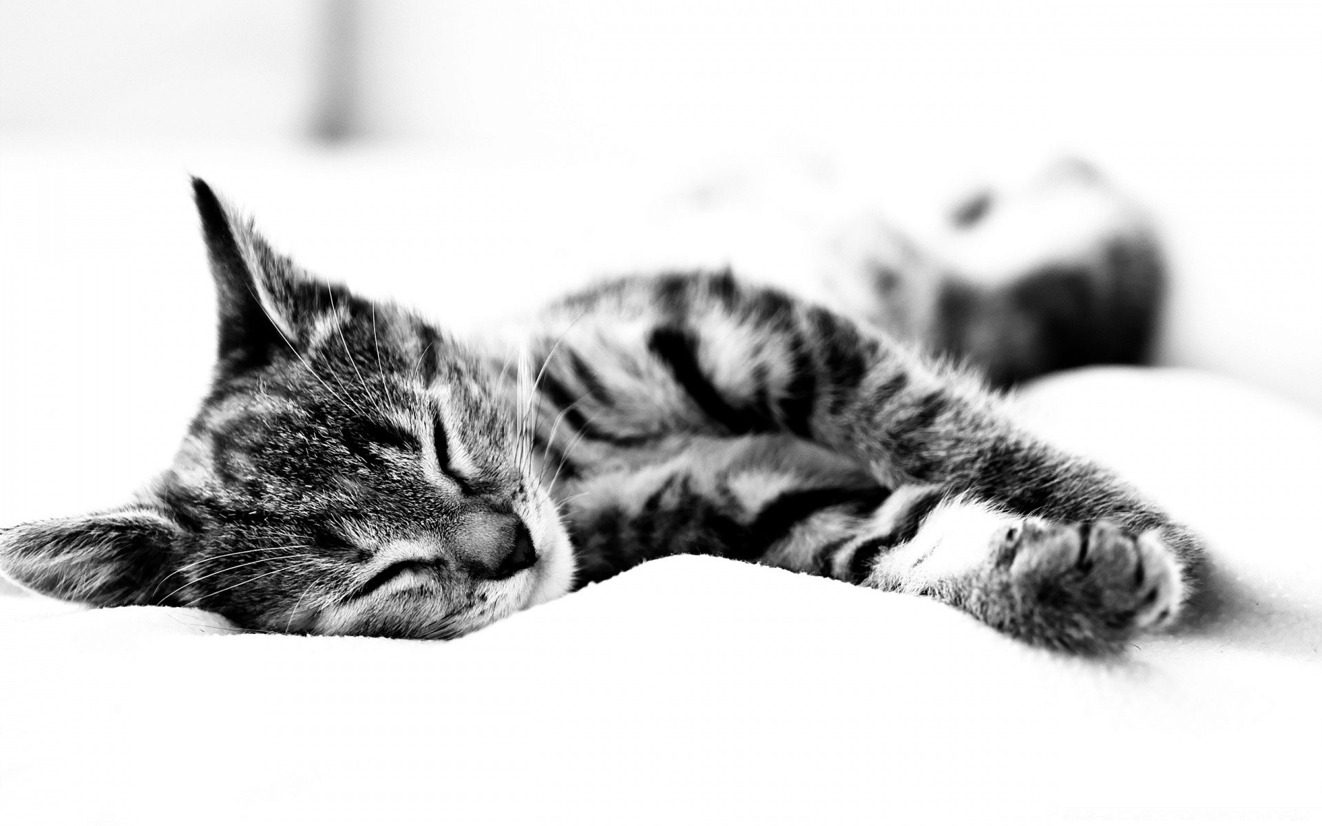 blanco y negro gato gatito sueño animal lindo mascota mamífero pelaje retrato siesta bigote abajo ojo poco sueño solo