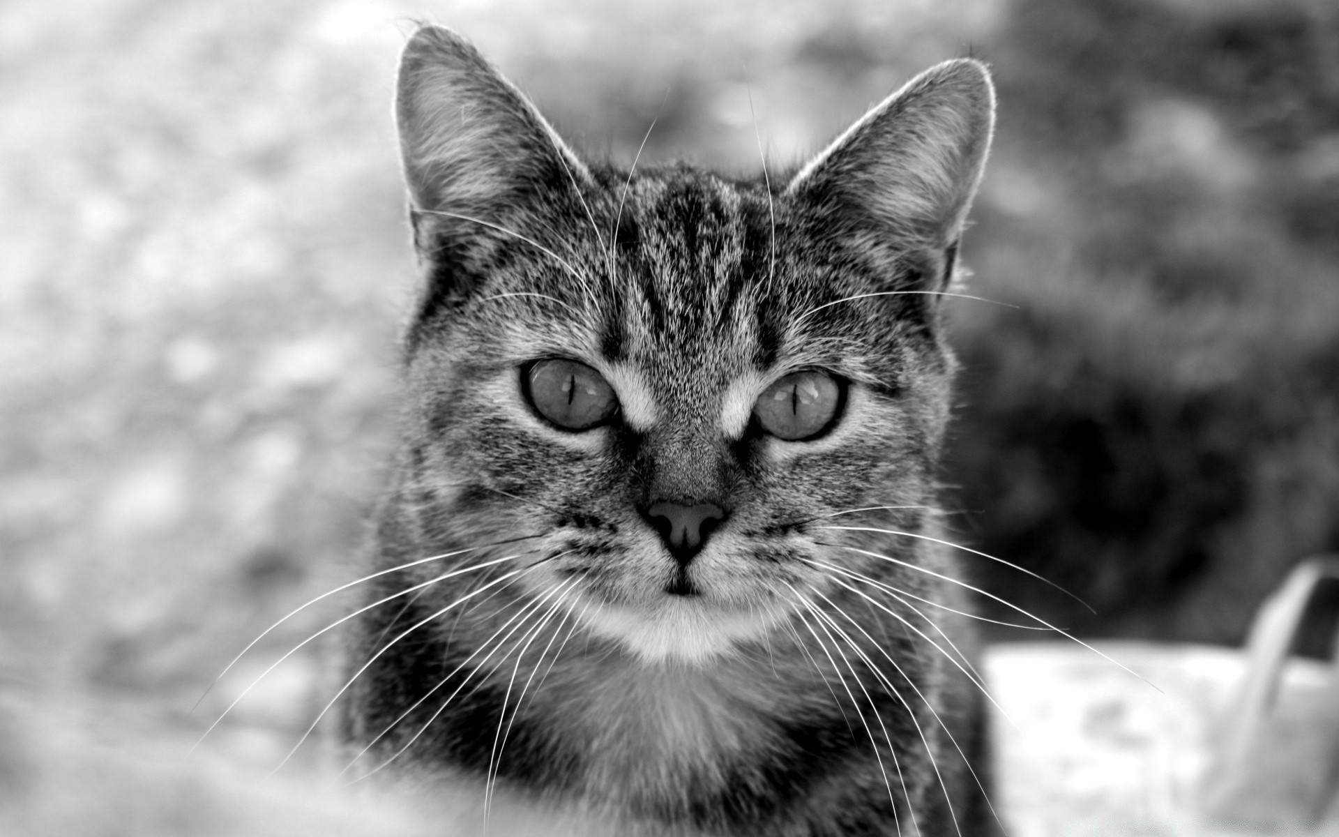 noir et blanc chat animal mignon fourrure animal de compagnie portrait nature chaton mammifère oeil domestique