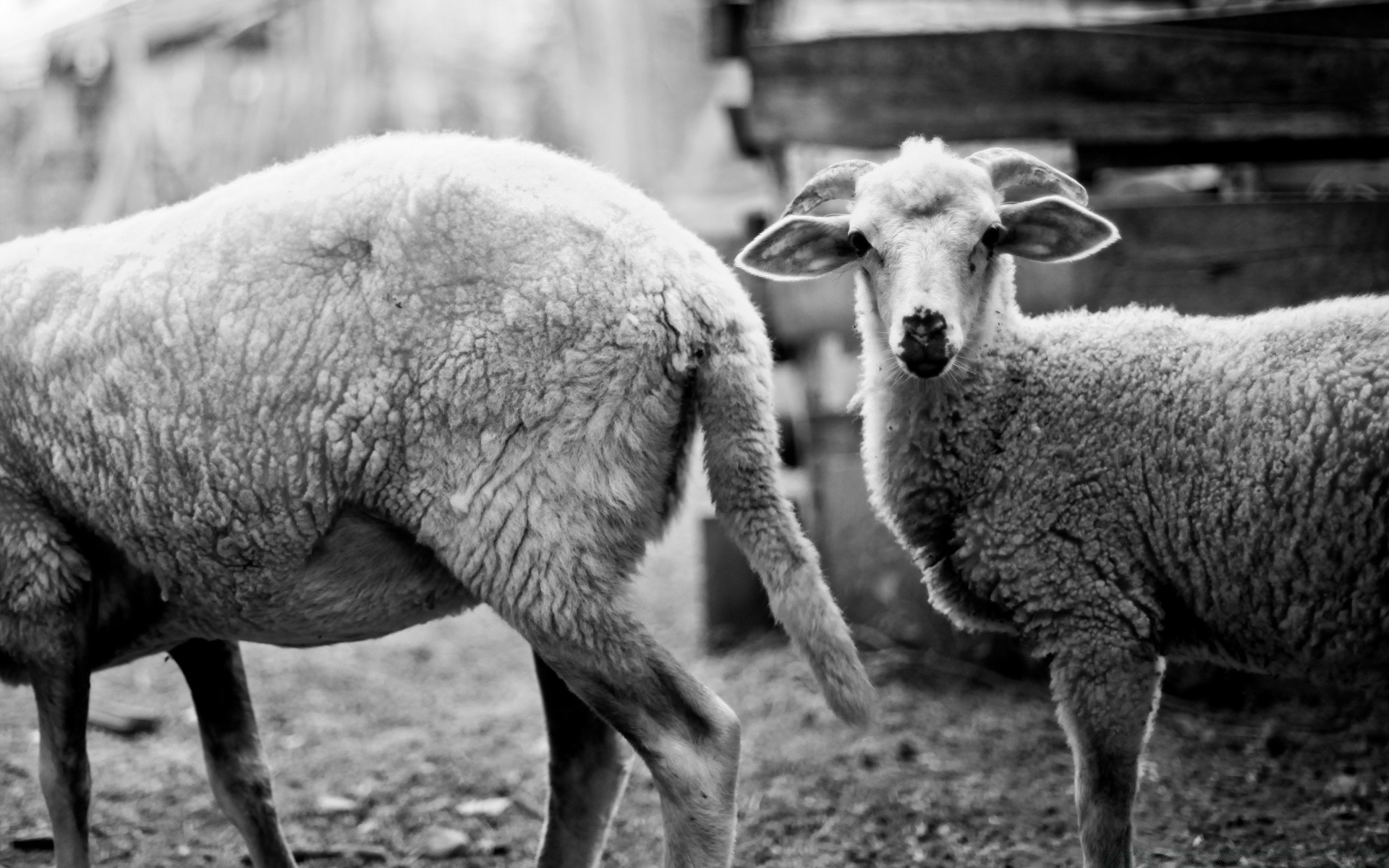 bianco e nero pecore animali vivi mammifero lana agricoltura fattoria agnello ewe pascolo animale rurale capra bestiame ram gregge fiocco campagna erba