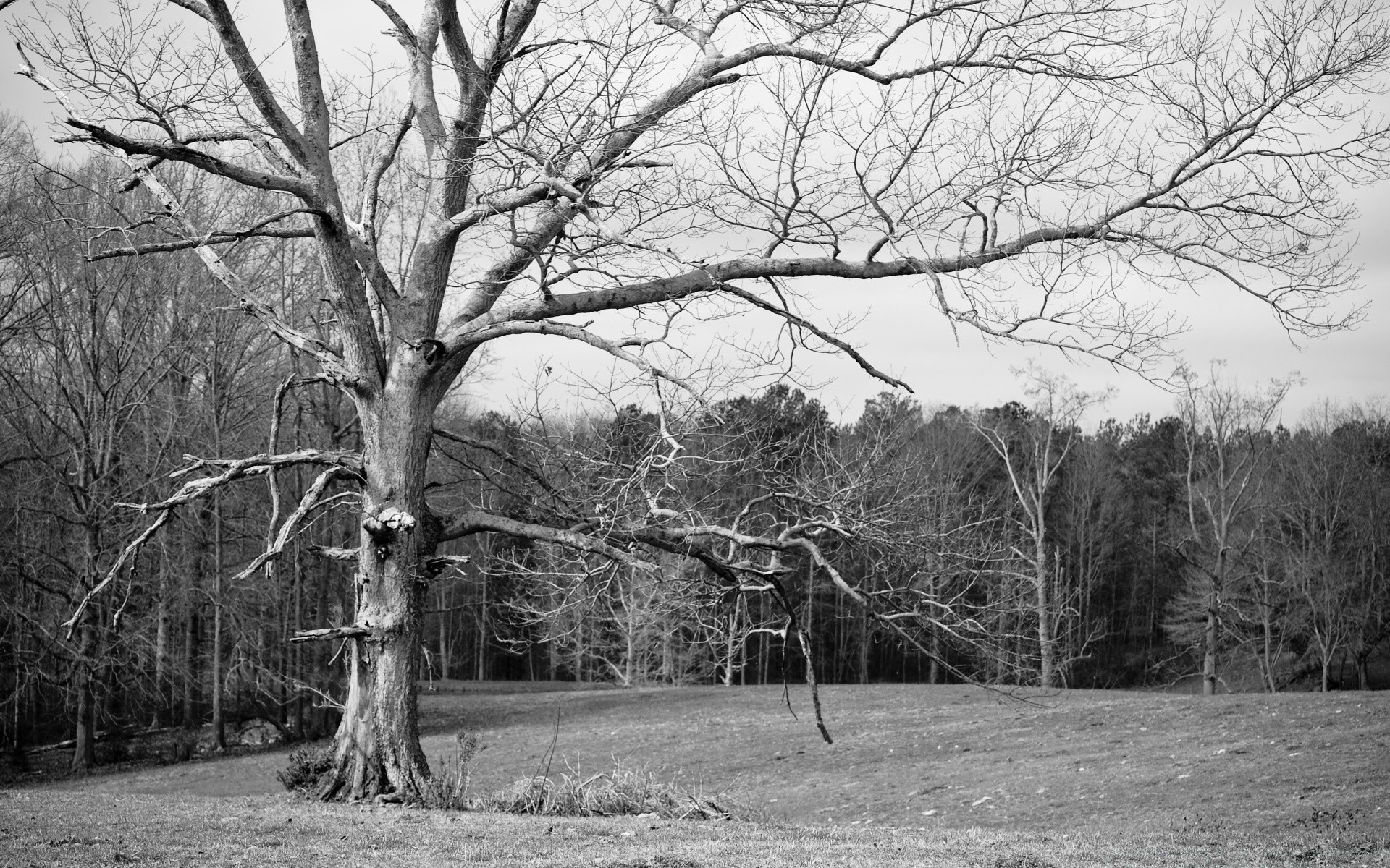 noir et blanc bois paysage bois hiver saison nature branche parc brouillard météo neige automne scénique froid campagne extérieur environnement rural tronc