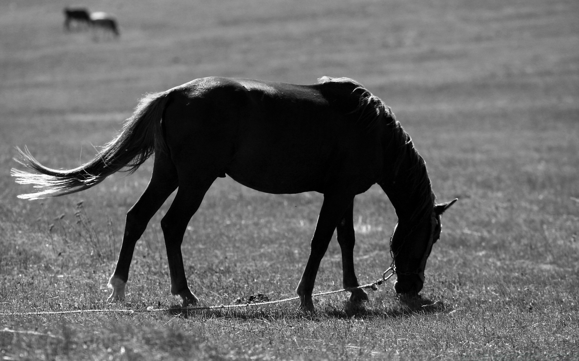 black and white mammal mare animal horse cavalry equine stallion mane farm grass field wildlife equestrian hayfield monochrome