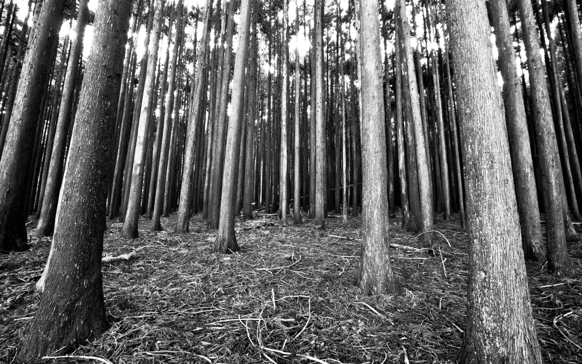 black and white wood tree nature leaf park landscape outdoors fair weather branch dawn flora environment trunk sun scenic