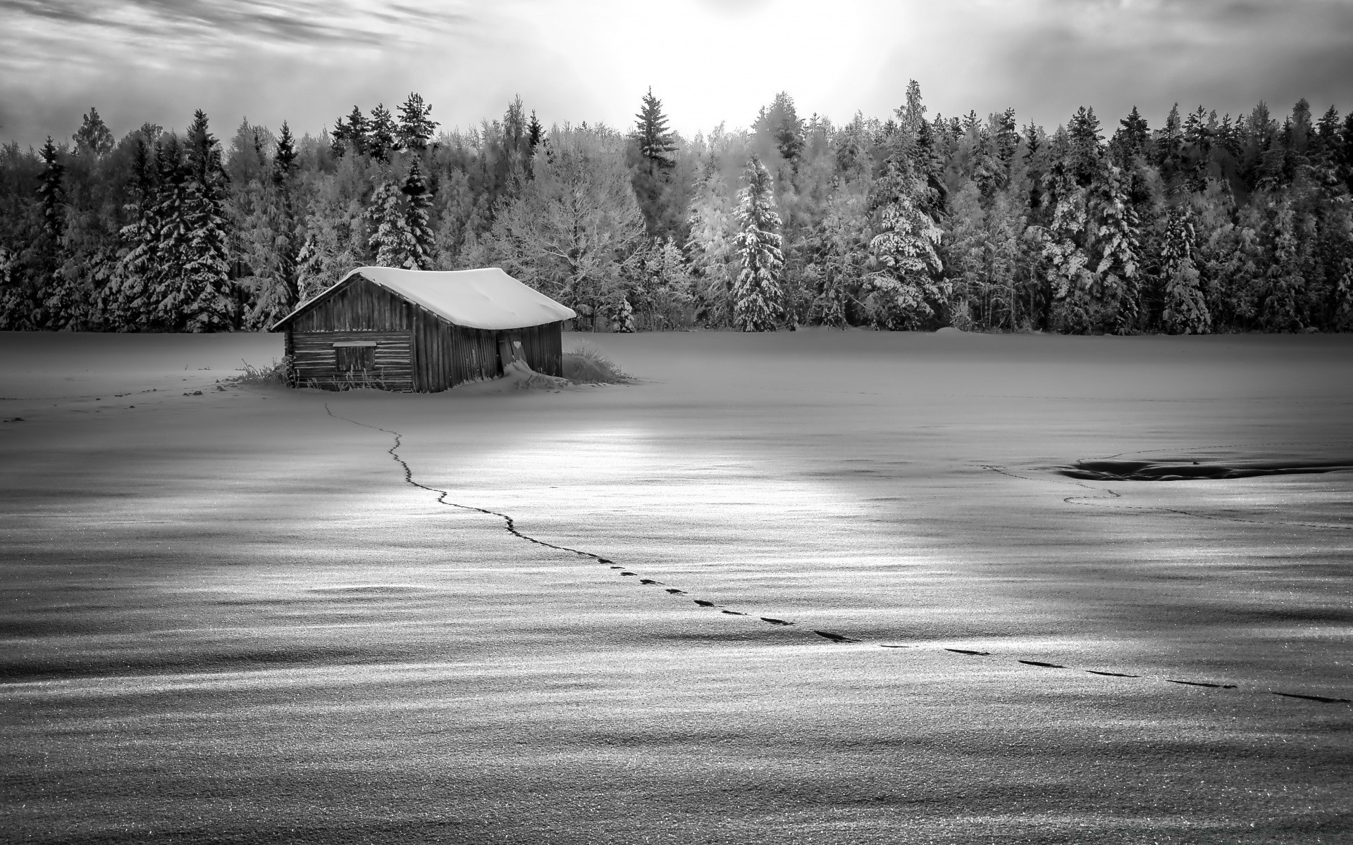 black and white landscape tree snow wood winter nature light monochrome road lake sky outdoors