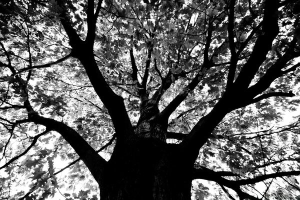 Beau paysage-arbre noir et blanc sur fond de ciel