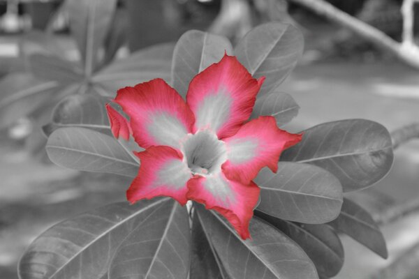 Siyah beyaz fotoğraftaki kırmızı çiçek