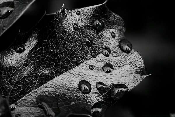 Dew drops on a leaf in black and white