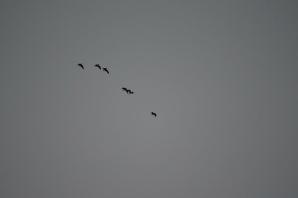 Oiseaux sur fond noir et blanc partit en voyage