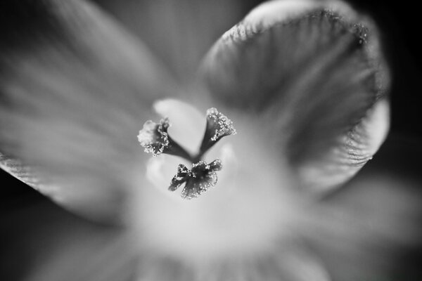 The beauty of a flower in black and white