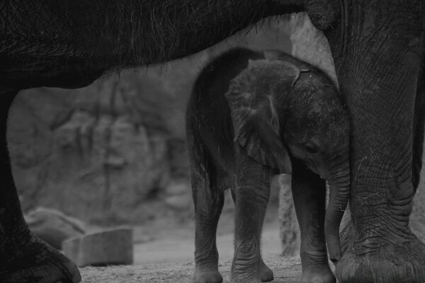 Baby elephant under the big elephant