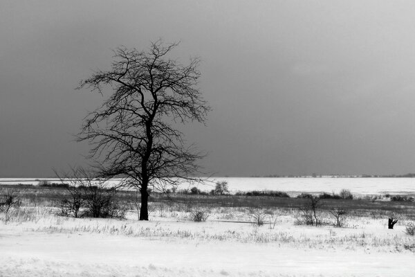 A tree against the background of a winter landscape is beautiful