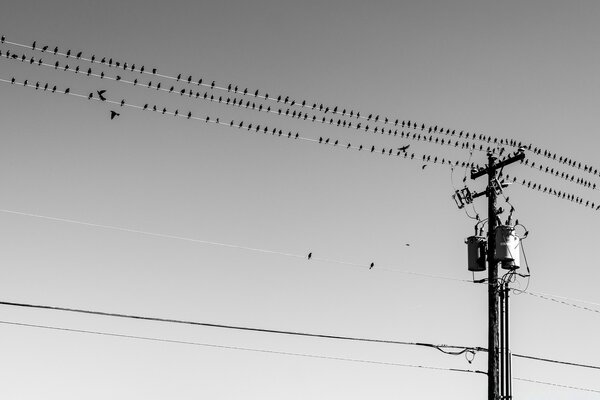 Oiseaux sur les fils noir et blanc