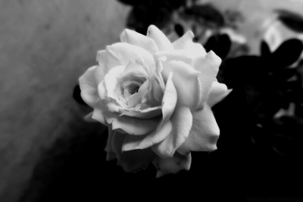 Hermosa rosa blanco y negro