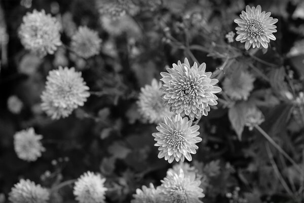 Clover, monochrome image of grass