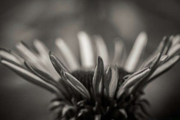 Beauté en noir et blanc