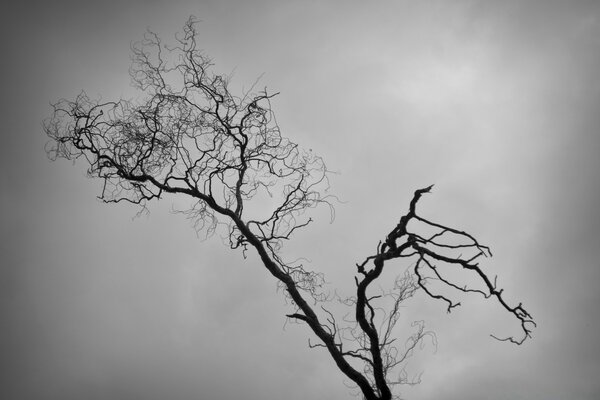 Silueta de un árbol mirando a las nubes