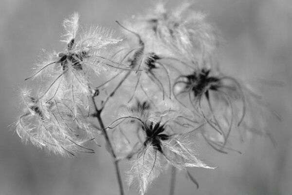 Diente de León en telaraña, fondo blanco y negro