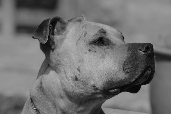 Foto en blanco y negro de un perro de combate