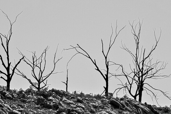 Black and white image of trees in winter