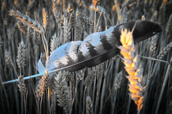 Vogelfeder, die auf Weizenähren liegt