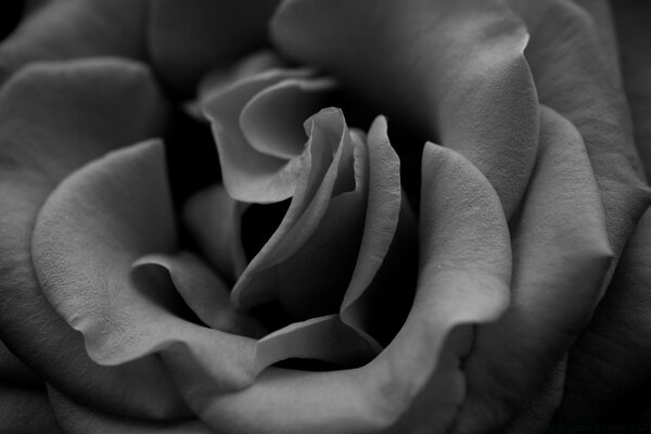 The black and white rose is delicious