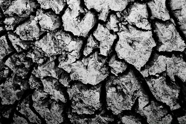 Cracked earth close-up