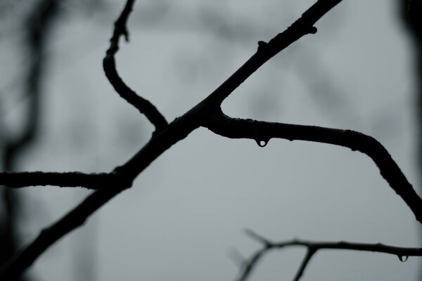 Winter-Schwarz-Weiß-Foto von Zweigen eines Baumes