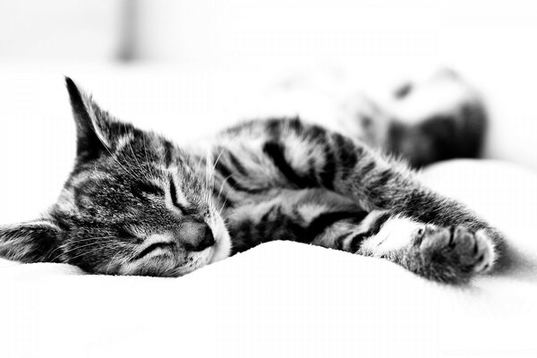 A kitten sleeping on the couch. Black and white image