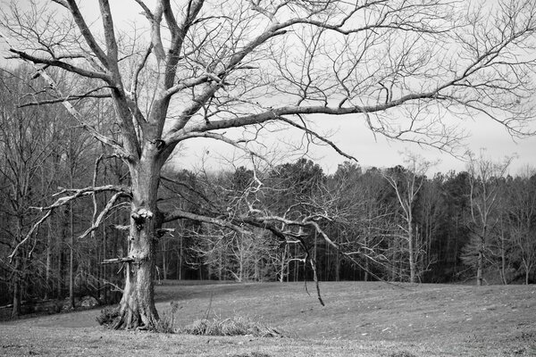 Pintura en blanco y negro con un árbol sin follaje