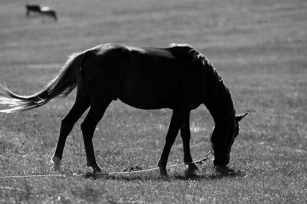 Cavalo amarrado em um prado