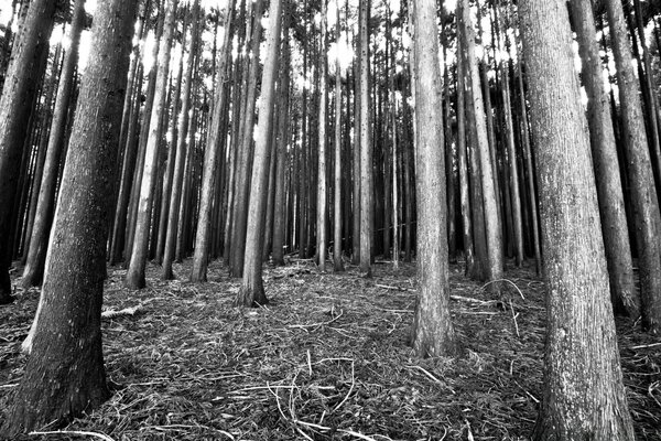 Der Boden der Bäume im Wald Foto mit Wirkung