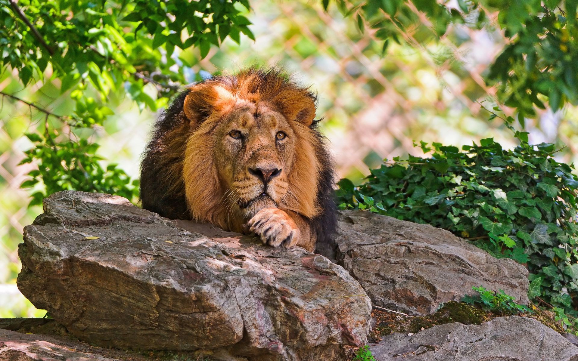 löwen katze natur tierwelt säugetier zoo wild löwe im freien raubtier