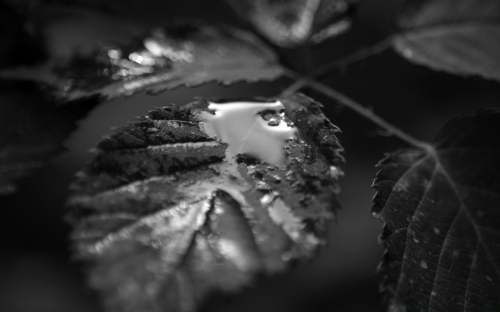 schwarz und weiß einfarbig blatt stillleben natur licht unschärfe herbst essen dof reflexion wasser holz regen